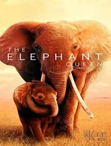 دانلود مستند The Elephant Queen 2019