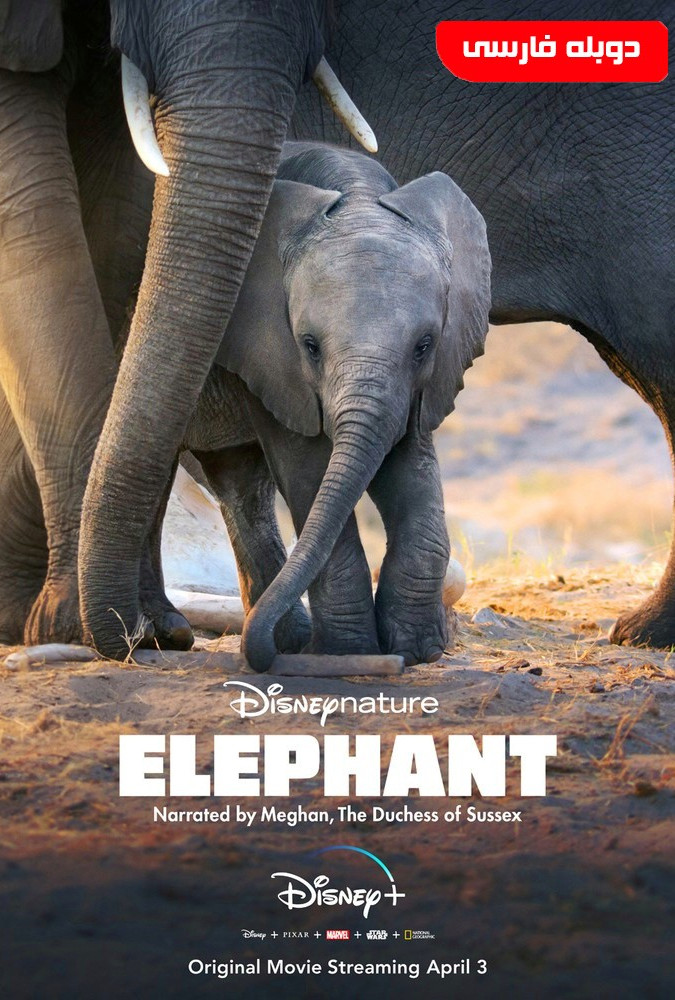 دانلود فیلم فیل Elephant 2020 دوبله فارسی